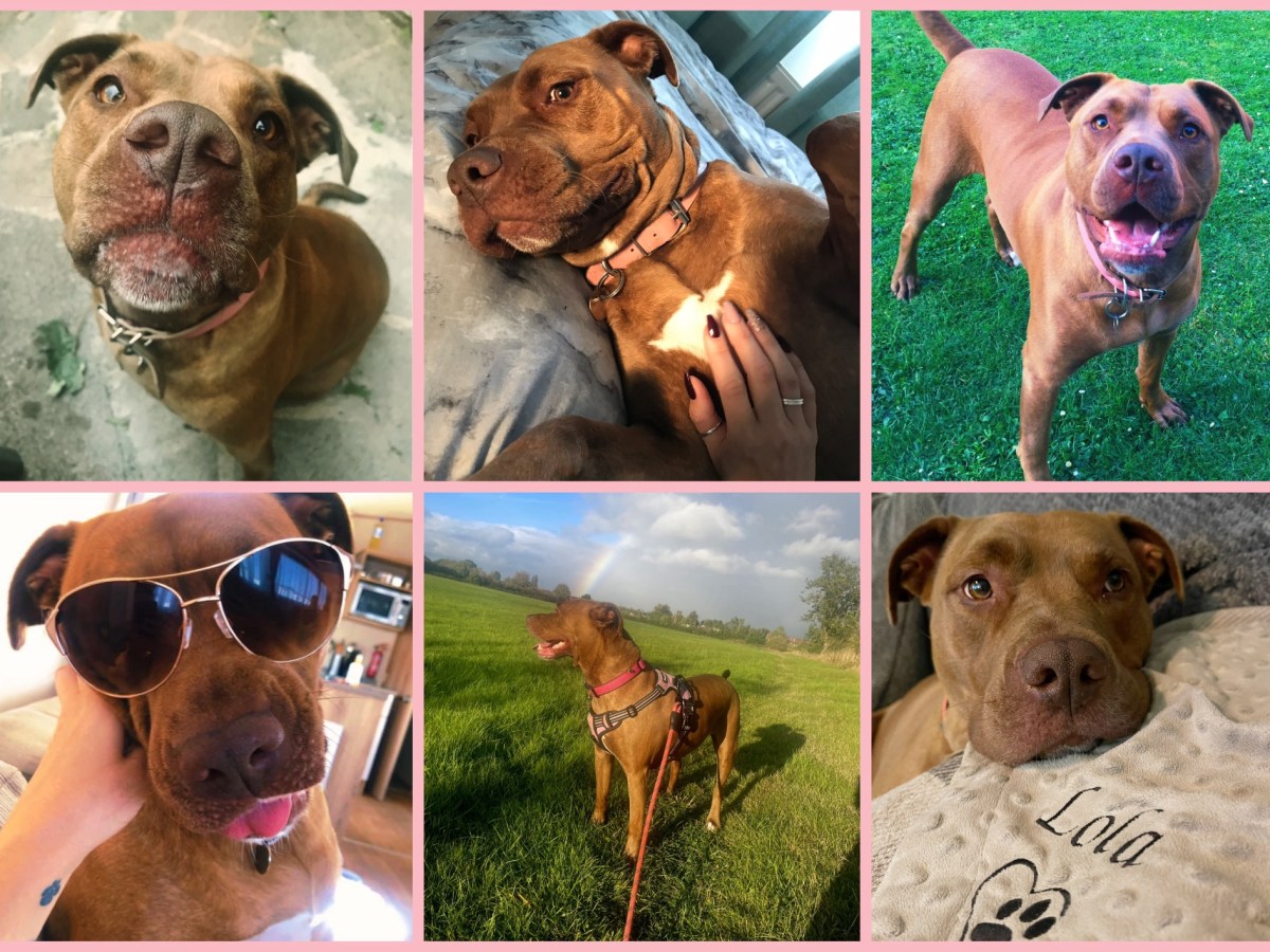 All the reasons why the XL bully ban is keeping me awake at&nbsp;night…